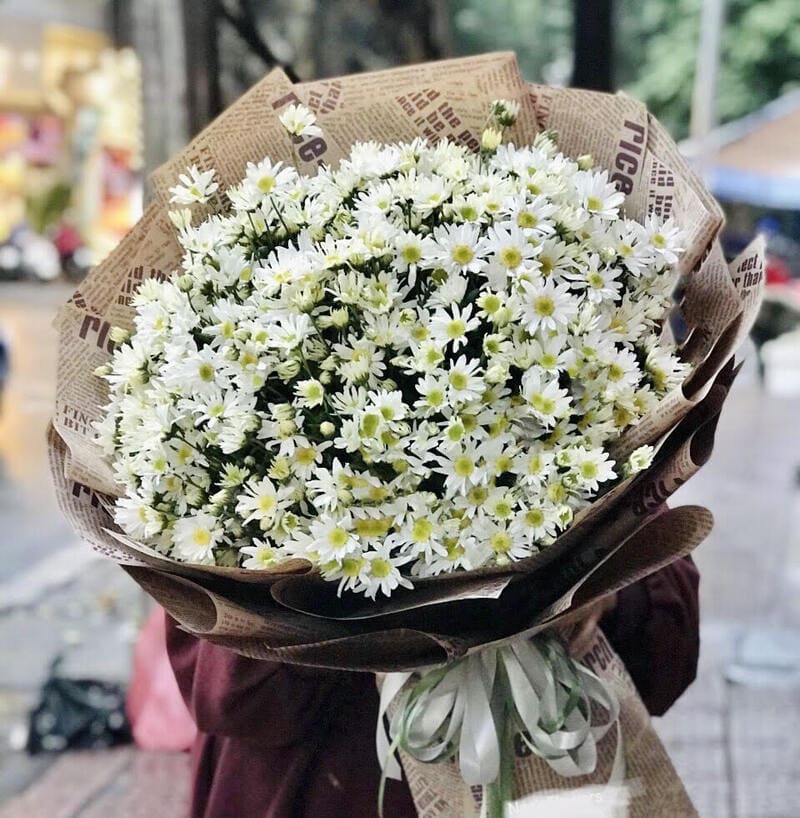 Hoa cúc họa mi