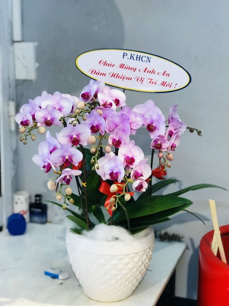 Ý nghĩa của việc tặng hoa chúc mừng thăng chức