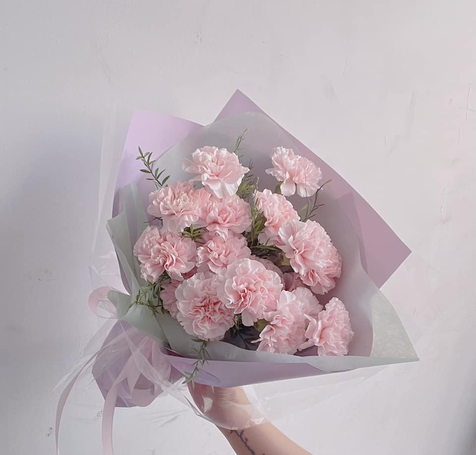 Hoa cẩm chướng