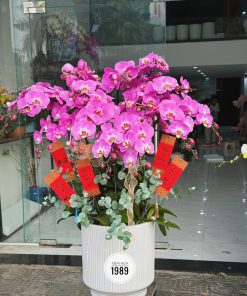 Lan Hồ Điệp 10