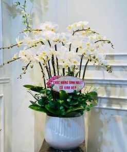 Lan Hồ Điệp 20