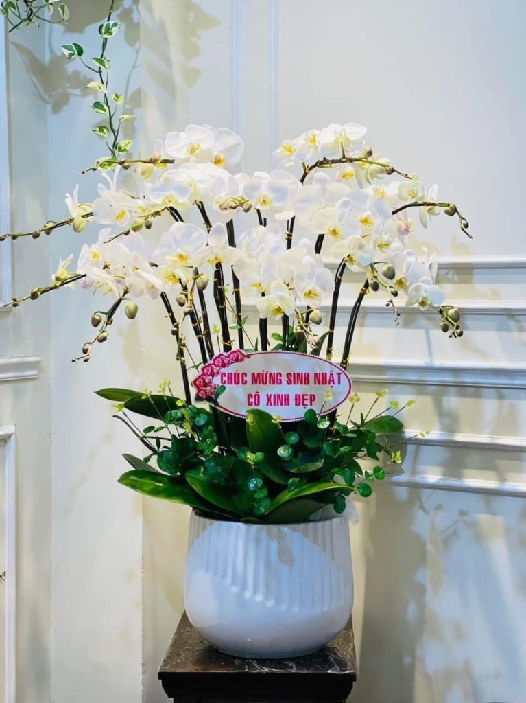 Lan Hồ Điệp Trắng
