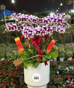 Lan Hồ Điệp 11
