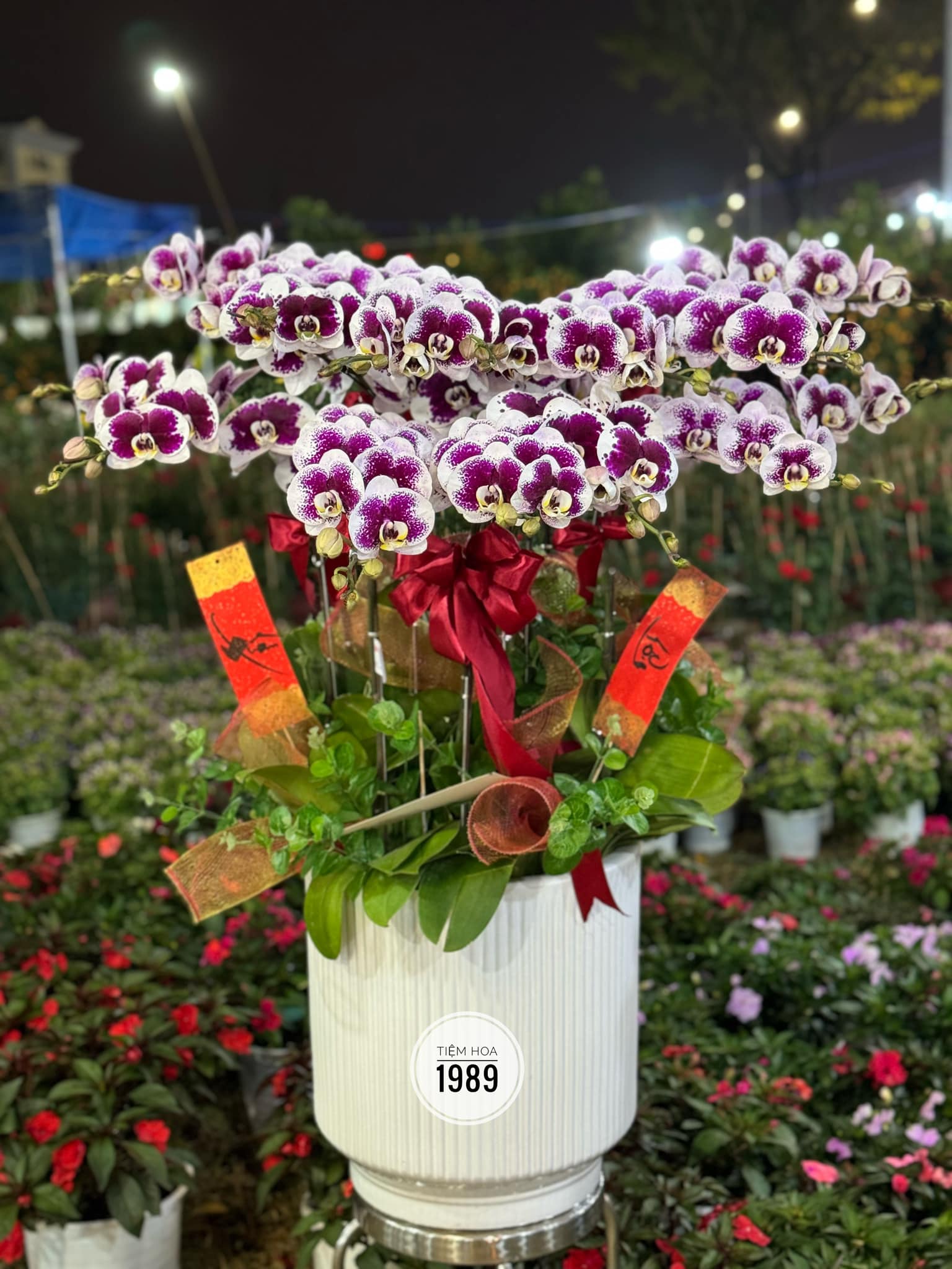 Lan Hồ Điệp 11