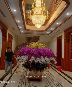Lan Hồ Điệp 12