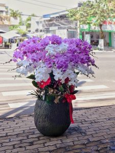 Lan Hồ Điệp 15