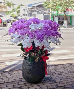 Lan Hồ Điệp 15