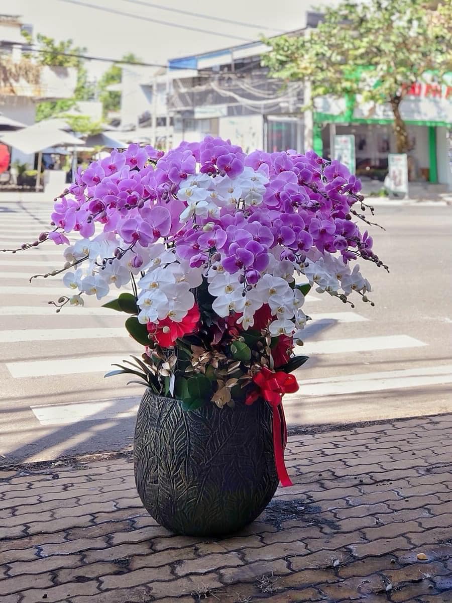 Lan Hồ Điệp 15