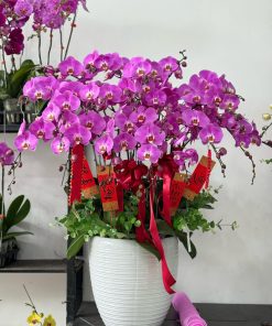 Lan Hồ Điệp 17
