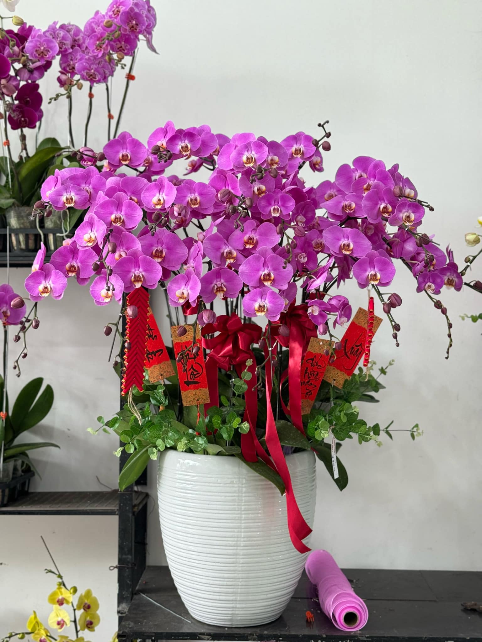 Lan Hồ Điệp 17